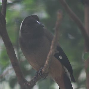 Sumatran treepie (Dendrocitta occipitalis) - Bird Park
