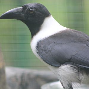 Piping crow (Corvus typicus) - Bird Park