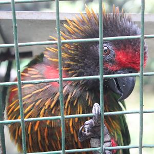 Carmine-fronted lory (Chalcopsitta scintillata rubrifrons) - Bird Park