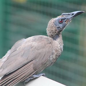Papuan friarbird (Philemon buceroides novaeguineae) - Bird Park