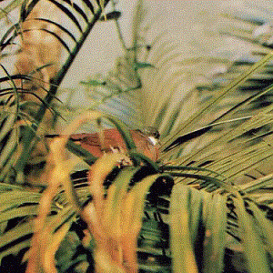 Bartlett's Dove 1974