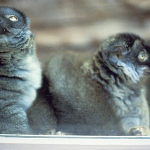 Brown Lemur 1979