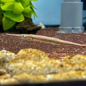 Needle Fin-eater (Belonophago tinanti)