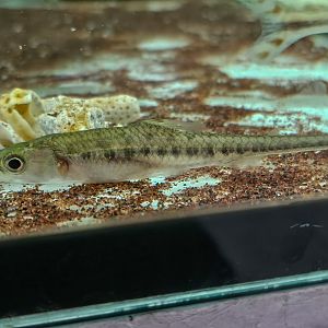 Spotted Scissor-beak (Phago maculatus)