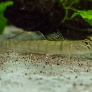 Candy-striped Goby (Awaous flavus)