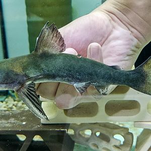 Emerald Megamouth Catfish (Tocantinsia piresi)