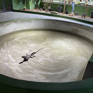 Sailfin Dragon Exhibit