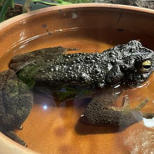 Asian giant toad  (Phrynoidis asper)