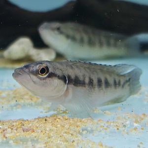 Jacundá (Batrachops cyclostoma)