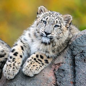 Snow leopard cub (Panthera uncia)