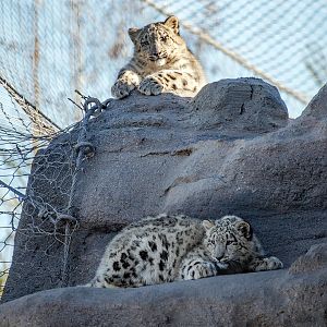 Snow leopard cubs (Panthera uncia)