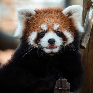 Poppy, Red panda (Ailurus fulgens)