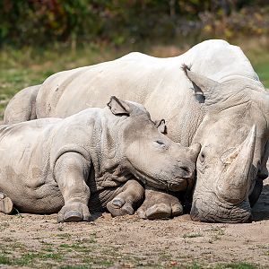 White rhinos (Ceratotherium simum)