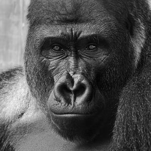 Western lowland gorilla (Gorilla gorilla gorilla)