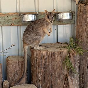Unadorned rock-wallaby (Petrogale inornata)