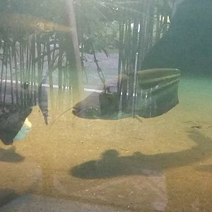 Striped Wallago Catfish (Wallagonia leerii), Red-bellied pacu (Piaractus brachypomus), and Alligator Gar (Atractosteus spatula)