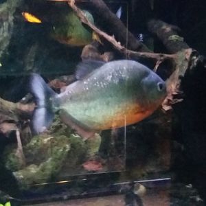 Red-bellied piranha (Pygocentrus nattereri)
