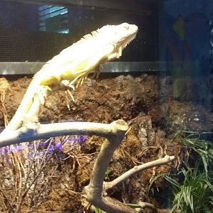 Albino green iguana (Iguana iguana)