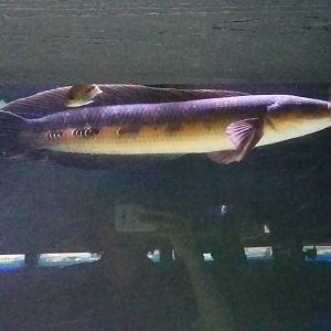 Emperor snakehead (Channa marulioides)