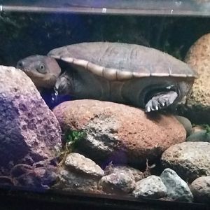 Turtle ID