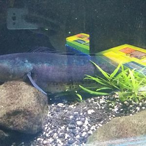 Giant snakehead (Channa micropeltes)