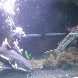 Barred sorubim (Pseudoplatystoma fasciatum) and juvenile red-tailed catfish
