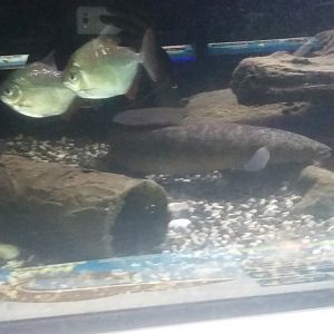 Giant mottled eel (Anguilla marmorata) and Silver dollar (Metynnis argenteus)