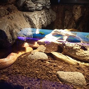 Corn snake (Pantherophis guttatus)