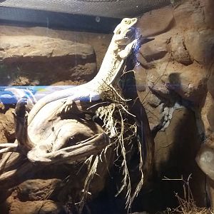 Central bearded dragon (Pogona vitticeps)