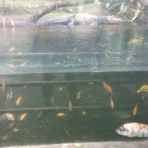 Cuvier's dwarf caiman (Paleosuchus palpebrosus) and Nile tilapia (Oreochromis niloticus)