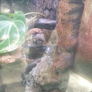 American bullfrog (Lithobates catesbeianus)