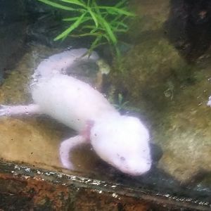 Axolotl (Ambystoma mexicanum)