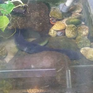 Greater siren (Siren lacertina)