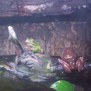 White's tree frog (Ranoidea caerulea) and White-lipped tree frog (Nyctimystes infrafrenatus)
