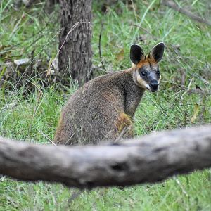 Swamp Wallaby