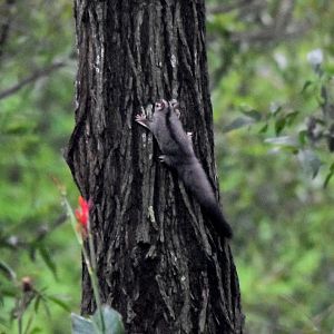 Squirrel Glider
