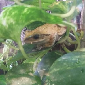 Common tree frog (Polypedates leucomystax)