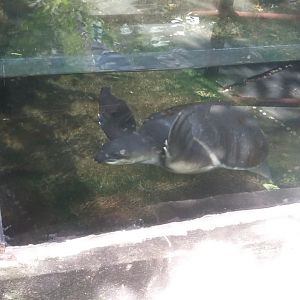Fly River turtle (Carettochelys insculpta)