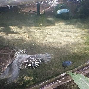 Black pond turtle (Geoclemys hamiltonii)