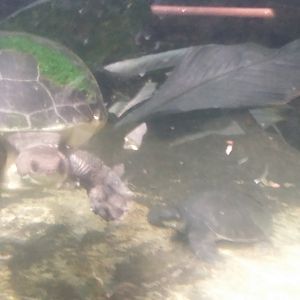 Branderhorst's snapping turtle (Elseya branderhorsti)