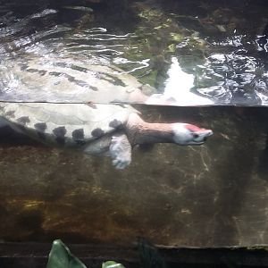 Painted terrapin (Batagur borneoensis)
