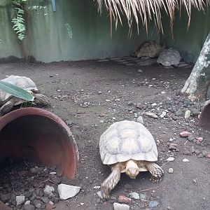 African spurred tortoise (Geochelone sulcata)