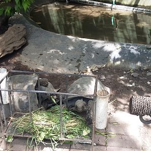 Asian forest tortoise (Manouria emys)