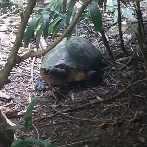 Bornean river turtle (Orlitia borneensis)