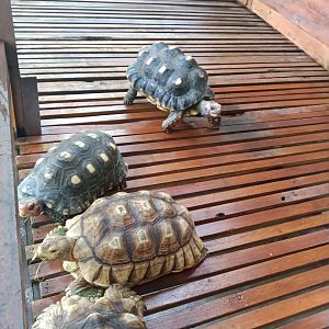 Red-footed tortoise (Chelonoidis carbonarius) and juvenile African spurred tortoise