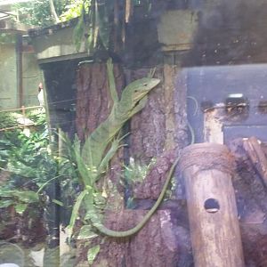 Emerald tree monitor (Varanus prasinus)