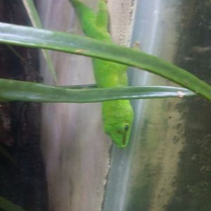 Madagascar giant day gecko (Phelsuma grandis)