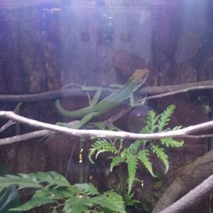 Maned forest lizard (Bronchocela jubata)
