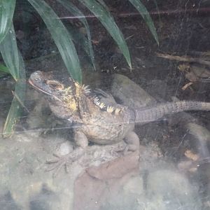 Western spiny-tailed iguana (Ctenosaura pectinata)