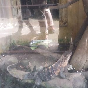 Black spiny-tailed iguana (Ctenosaura similis)